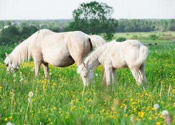 Side view of white horses grazing on grassy land against sky
