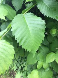 High angle view of fresh green leaves