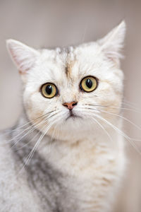 Close-up portrait of cat