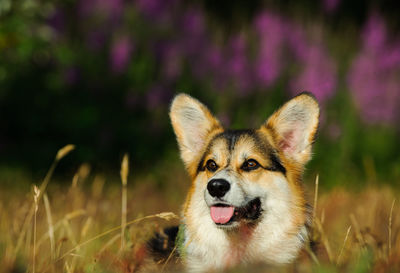 Close-up of pembroke welsh corgi at grassy field