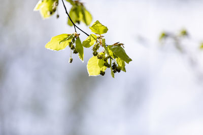 Close-up of yellow flowering plant