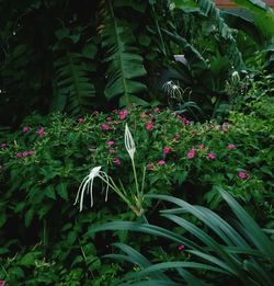 Close-up of flowers