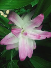 Close-up of pink flower blooming outdoors
