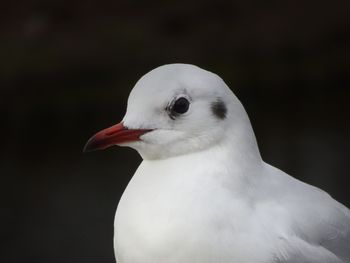 Close-up of bird perching outdoors