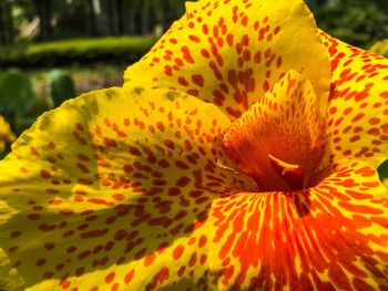 Close-up of yellow flower