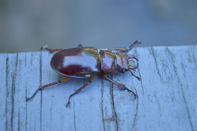 Close-up of beetle