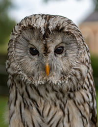 Close-up portrait of owl
