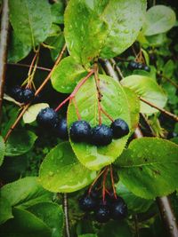 Close-up of berries on fruit