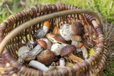 Close-up of mushrooms in basket