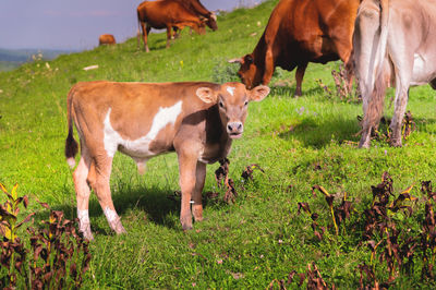 Serene pasture scene. adorable calf grazing on a green field. brown calf looks at the camera