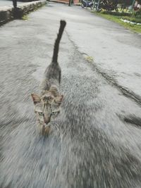 Cat on ground