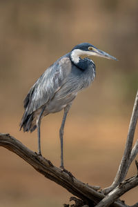 Grey heron