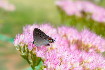 Close-up of butterfly pollinating on pink flower