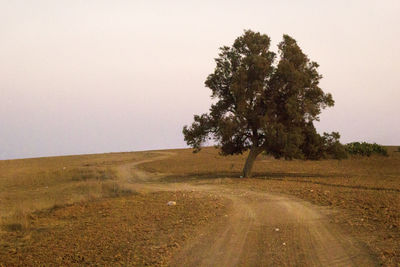 Tree on field by road against clear sky