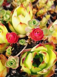 Close-up of fresh cactus plants