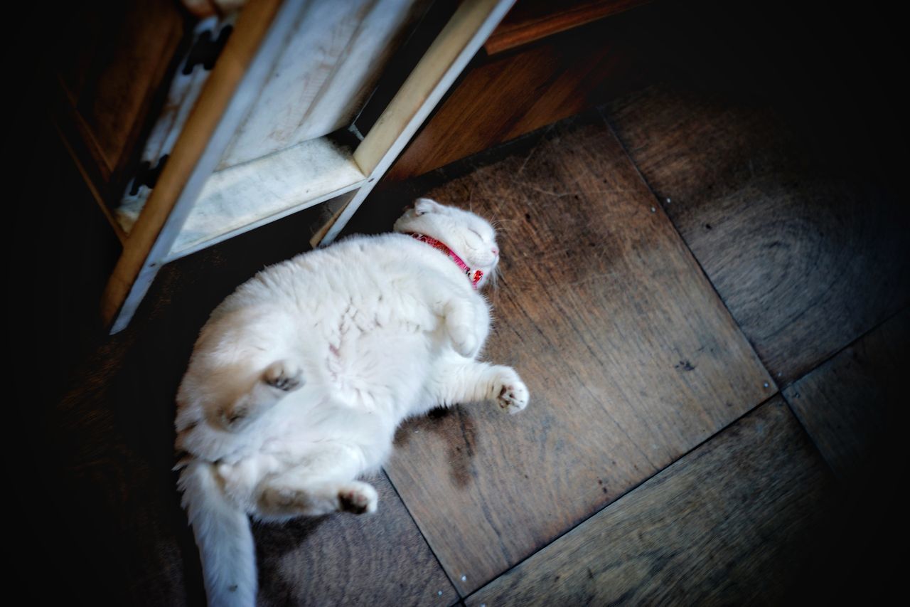 HIGH ANGLE VIEW OF WHITE CAT SLEEPING ON HARDWOOD FLOOR