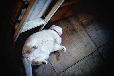 High angle view of cat sleeping on hardwood floor