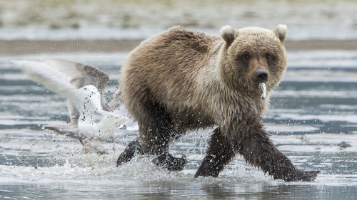 Bear in shallow water