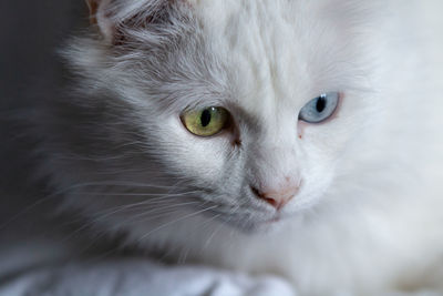 Close-up of cat looking away