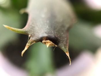 Close-up of snail on flower