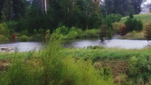 Scenic view of lake in forest