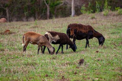 Horses grazing in a field