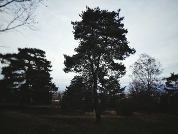 Trees against sky