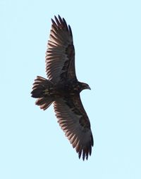 Low angle view of birds flying against clear sky