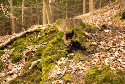 View in a forest