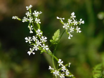 Close-up of white flowers