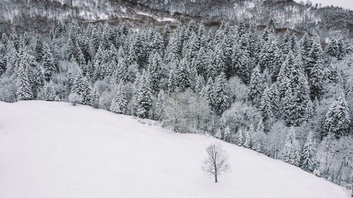 Snow covered land and trees in forest