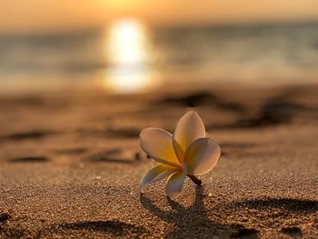 Close-up of white rose on beach