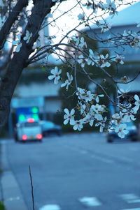 View of cherry blossom from street