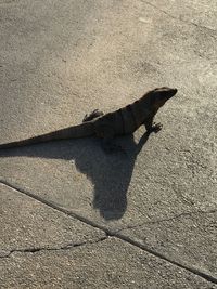 High angle view of lizard on shadow