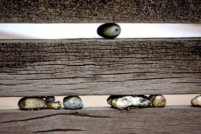 Close-up of snake on wood against sky