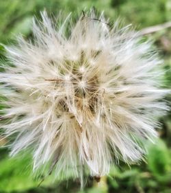 Close-up of dandelion