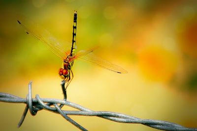 Close-up of dragonfly on barbed wire