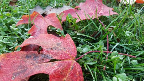 Close-up of maple leaf during autumn