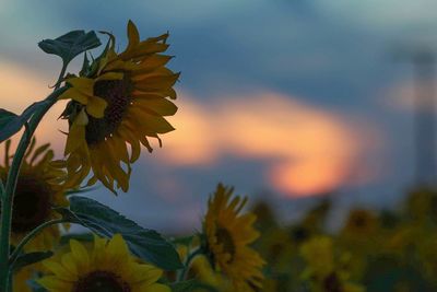 Close-up of yellow flowers blooming against sky