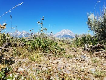 Plants growing on field against sky