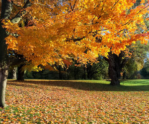 Sunlight falling on autumn leaves in park