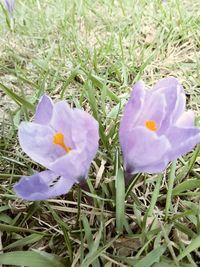 Close-up of crocus blooming on field