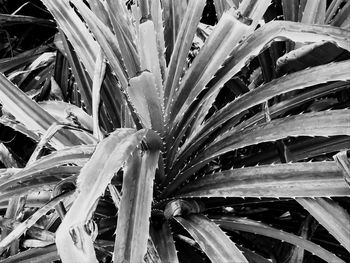 Full frame shot of plants