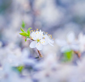 Beautiful white plum tree flowers blossoming during the spring.