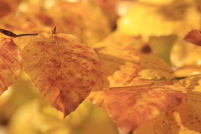 Close-up of dry autumn leaves