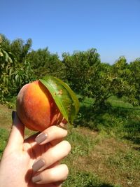 Cropped image of person holding apple on tree
