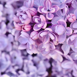 Close-up of purple flowering plants