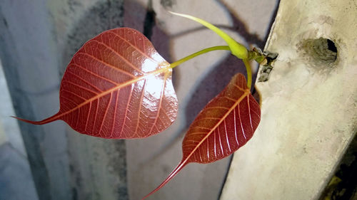 Close-up of frost on plant during winter