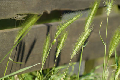 Close-up of fresh green plant in field
