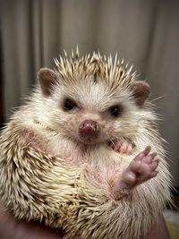Close-up of a hedgehog at home